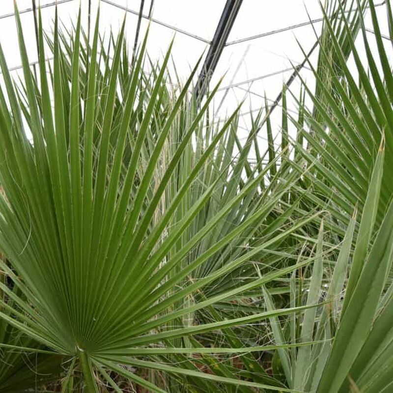 Washingtonia robusta 125-150 cm